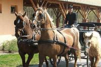 Sétakocsikázás Bikácson - aktív pihenés a Zichy Park Hotelben Sétakocsikázás Bikácson - aktív pihenés a Zichy Park Hotelben